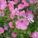 ���� �������, ������, 60 ��� - ��������� 2 ������� 2011