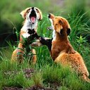 ���� "@����", �����-���������, 25 ��� - ��������� 6 ���� 2010 � ������ ��������-���������