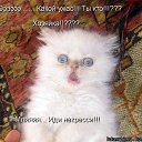 ���� �������, �����-���������, 61 ��� - ��������� 22 ���� 2010 � ������ ���� �����