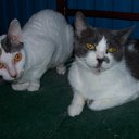 ���� ����, �����-���������, 57 ��� - ��������� 1 ������ 2010 � ������ ���� ��������