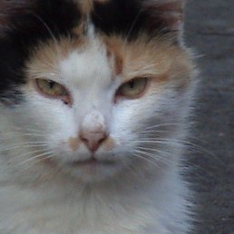 ,�������, ���������, 58 ���