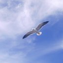 ���� �������, �����, 68 ��� - ��������� 11 ����� 2013