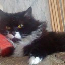 ���� ����, ������, 64 ���� - ��������� 1 ������� 2011 � ������ �������