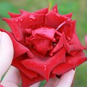 ���� ���������, �����������, 69 ��� - ��������� 8 �������� 2012 � ������ �������