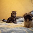 ���� ����, �����-���������, 41 ��� - ��������� 20 ����� 2011 � ������ ���� � �����