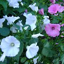 ���� ������, ������, 32 ���� - ��������� 24 ������ 2009 � ������ �...�