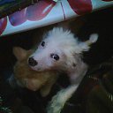 ���� ������-������� ��� ���� �����, ��������, 85 ��� - ��������� 4 ������� 2009 � ������ ������ �������