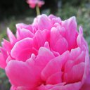 ���� �����, ��������, 38 ��� - ��������� 20 ���� 2012 � ������ �������