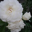 ���� ���������, �����������, 43 ���� - ��������� 19 ������ 2011 � ������ �_.-;(*,!,*);-,_�