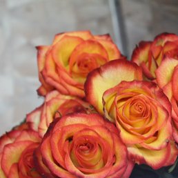 ���� �������, ������������, 29 ��� - ��������� 21 ������� 2012