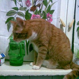 ���� ���, ����, 58 ��� - ��������� 8 ���� 2010