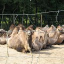 ���� Estrena, ������, 65 ��� - ��������� 23 ������ 2011 � ������ �� ��������.�