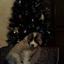 ���� ���������, ����-�����������, 70 ��� - ��������� 6 ���� 2013 � ������ ���� ����������