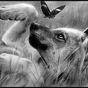 ���� &dagger;���� Wolfa ������&dagger;, ������ ��������, 27 ��� - ��������� 8 ������ 2010 � ������ ������