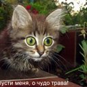 ���� �����, �������, 36 ��� - ��������� 19 ������� 2009 � ������ ���������