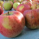 ���� ������, ������, 54 ���� - ��������� 19 ������ 2013 � ������ �NEW�