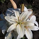 ���� �������, �������, 58 ��� - ��������� 2 ������� 2011 � ������ ��� �� ��� ������ �����������