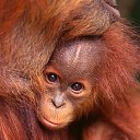 ���� ������, �����-���������, 51 ��� - ��������� 23 ����� 2013