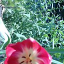 ���� Natali, ������, 67 ��� - ��������� 23 ������� 2012 � ������ �������