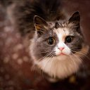 ���� Timur, �������, 34 ���� - ��������� 9 ������� 2012