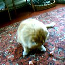 ����� �� ������� ���� ����Ȼ