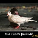 ���� �������� �������� �� � �� �������., ������, 64 ���� - ��������� 20 ������ 2012 � ������ ��������