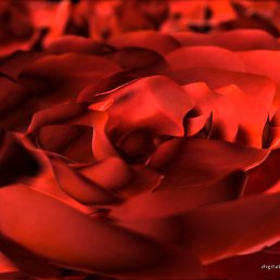 ���� Lisa-butterfly, ���������, 46 ��� - ��������� 3 ������� 2010