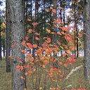 ������� ������� �� ������� �������� �������