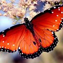 ���� ����, ������, 41 ��� - ��������� 6 ������ 2012 � ������ ���� ����������