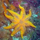 ���� ������, ������, 60 ��� - ��������� 4 ����� 2012 � ������ �� ������� ���������