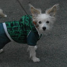 ���� Viktor, ���������, 59 ��� - ��������� 30 ������� 2012