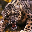 ���� �������, �����-���������, 43 ���� - ��������� 11 ������ 2012