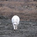 ���� ��������, ������ - ��������� 21 ����� 2012 � ������ �������� �����