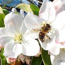 ���� ��������, �����������, 63 ���� - ��������� 12 ���� 2013