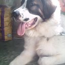 ���� ������, ������, 61 ��� - ��������� 30 ������� 2010 � ������ �PetLove�