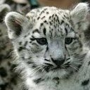 ���� �������, ��������, 37 ��� - ��������� 1 ������� 2009 � ������ �������