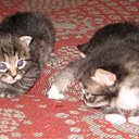 ���� ���������, ������ ��������, 46 ��� - ��������� 28 ������ 2009 � ������ ���� ��������: ������� (31.10.09)�