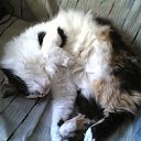 ���� ��������, ������ �������� - ��������� 4 ������� 2011 � ������ ���� ����������