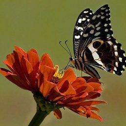 ���� ����, ����, 33 ���� - ��������� 14 ������ 2012