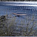 ���� ���������, �����-���������, 60 ��� - ��������� 9 ������� 2012 � ������ ���� ����������