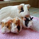  , , 35  -  26  2013    ))