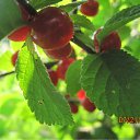 ���� Alenkij, ���������, 56 ��� - ��������� 12 ������� 2011 � ������ ���� ���