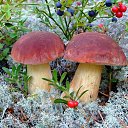 ���� �����, ������-���, 68 ��� - ��������� 22 ������ 2009 � ������ �������