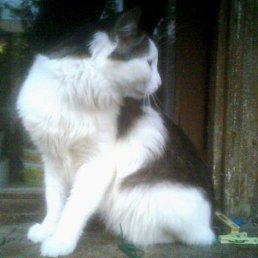 ���� �����, ����������, 40 ��� - ��������� 27 ��� 2010