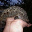 ���� �������, ���������, 69 ��� - ��������� 18 ������� 2011 � ������ ����