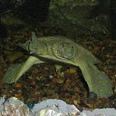 ���� ����������� ������������, ����� ������, 37 ��� - ��������� 22 ���� 2013 � ������ ���� ����������