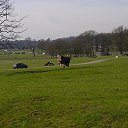 ���� ��op�, ����, 44 ���� - ��������� 25 ��� 2013 � ������ �Woburn Safari Park(Uk)�
