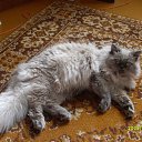  , --, 34  -  9  2009   