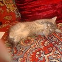 ���� Seva, ����, 61 ��� - ��������� 15 ������� 2012 � ������ �������