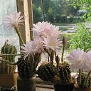 ����� ����������� �� ������� �������